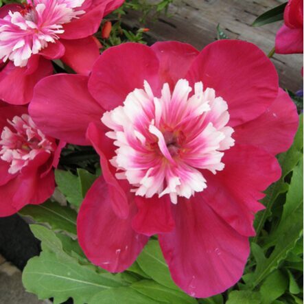 PUIKUSIS BIJŪNAS 'Yoimachi'